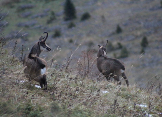 observation faune chamois bouquetin