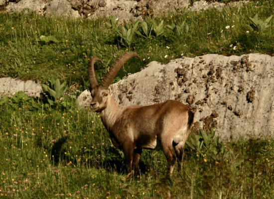 observation faune chamois bouquetin